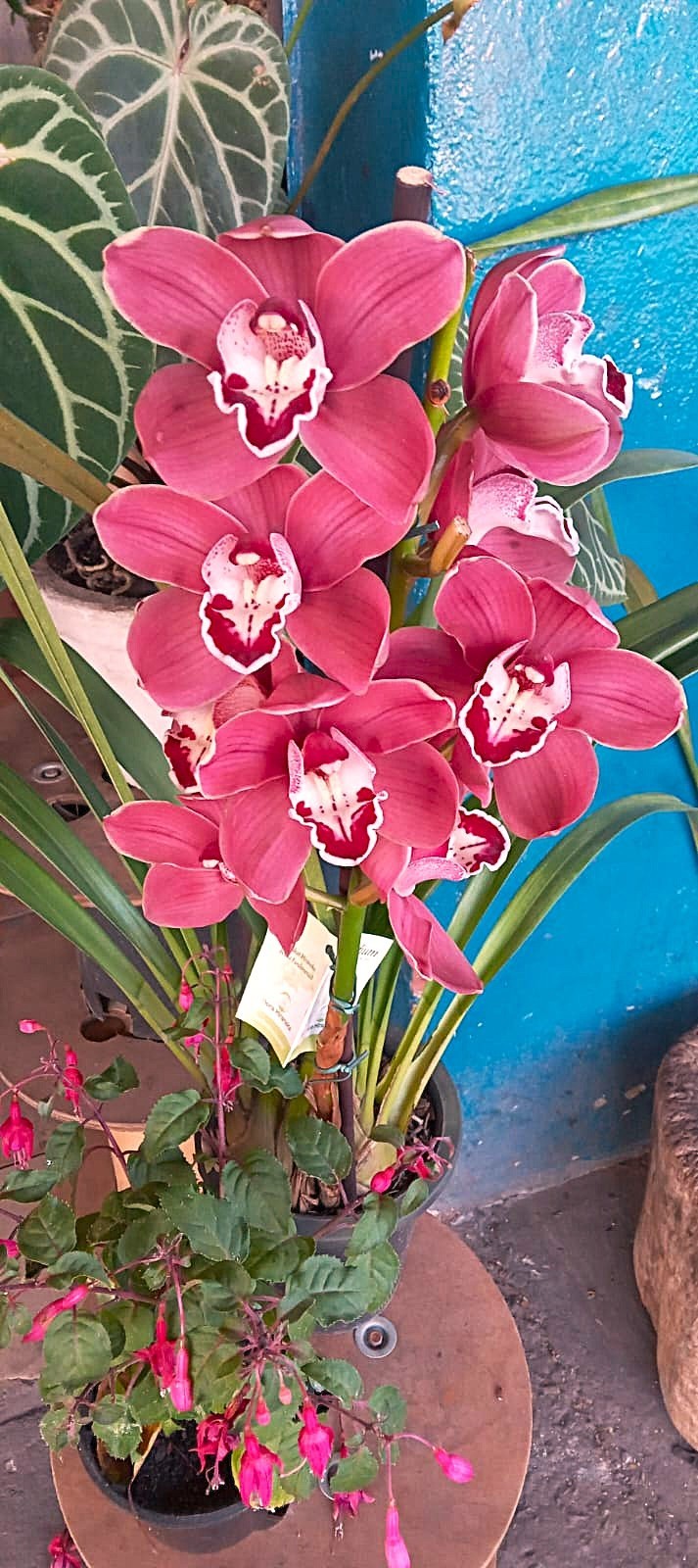 Flores Naturais